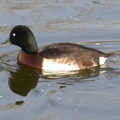 Baer's Pochard